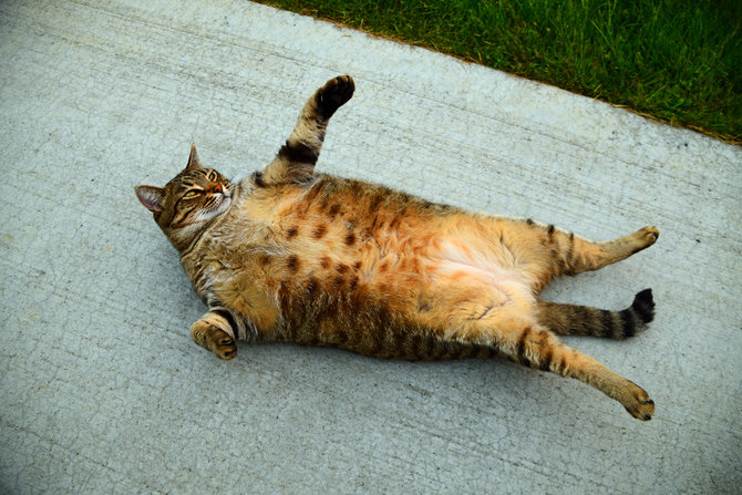 Jangan Dianggap Lucu, Ini Fakta di Balik Kucing yang Kegemukan 