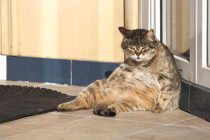 jangan dianggap lucu ini fakta di balik kucing yang kegemukan