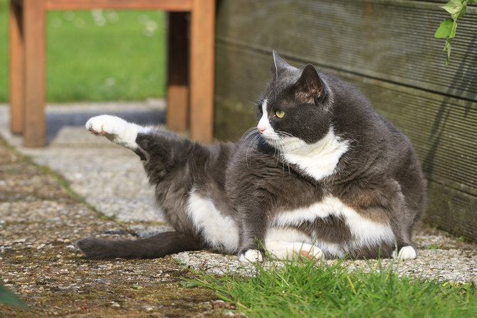 jangan dianggap lucu ini fakta di balik kucing yang kegemukan