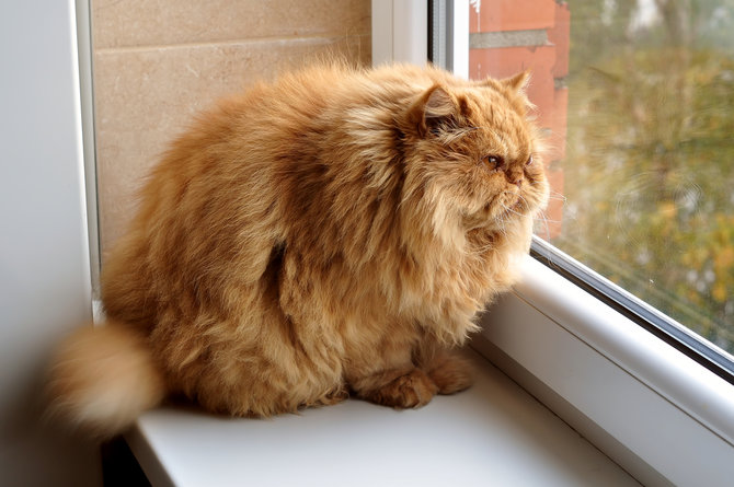 jangan dianggap lucu ini fakta di balik kucing yang kegemukan