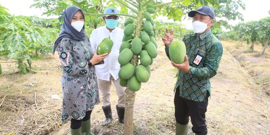 Tinjau Sentra Bibit Hortikultura, Bupati Ipuk Minta Buah Lokal Harus Jadi Juara