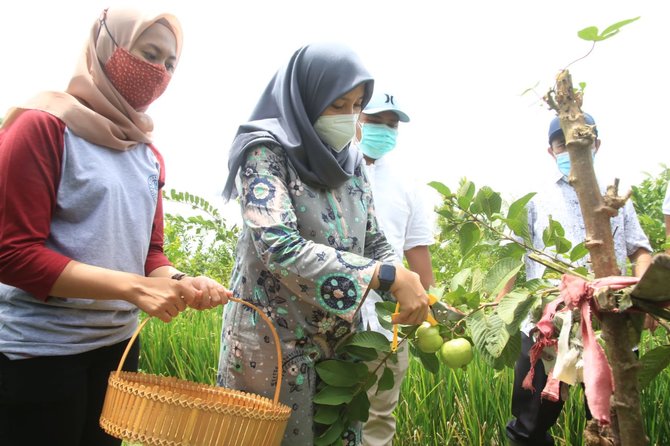 sentra bibit hortikultura