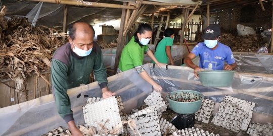 Berani Berubah: Agen Asuransi Jadi Peternak Jangkrik Beromzet Jutaan Rupiah