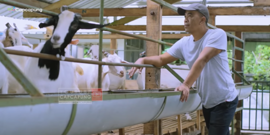 Kisah Eks Manager di BUMN Keluar dari Perusahaan Pilih jadi Peternak Kambing