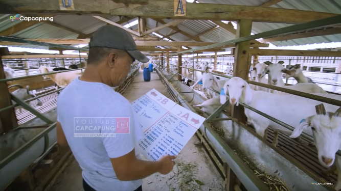 kisah eks manager di bumn jadi peternak kambing