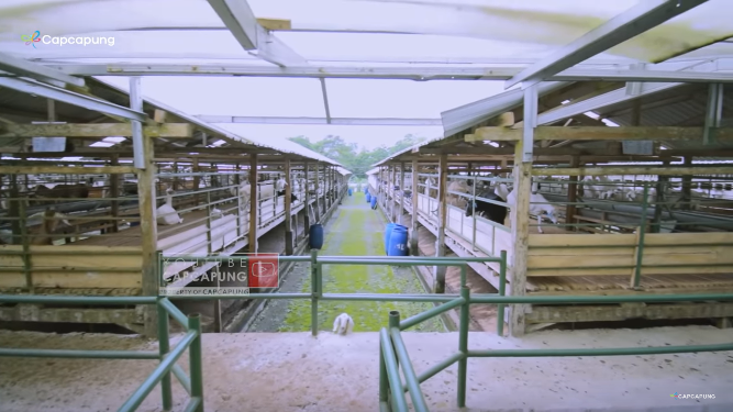 kisah eks manager di bumn jadi peternak kambing