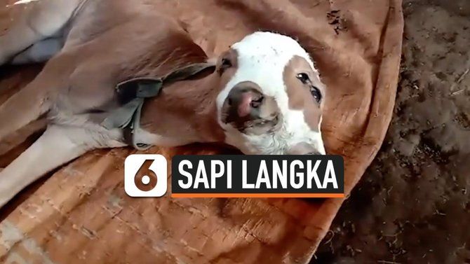 sapi berkepala dua di probolinggo