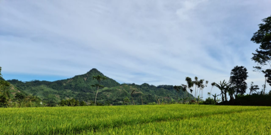 aset tanah