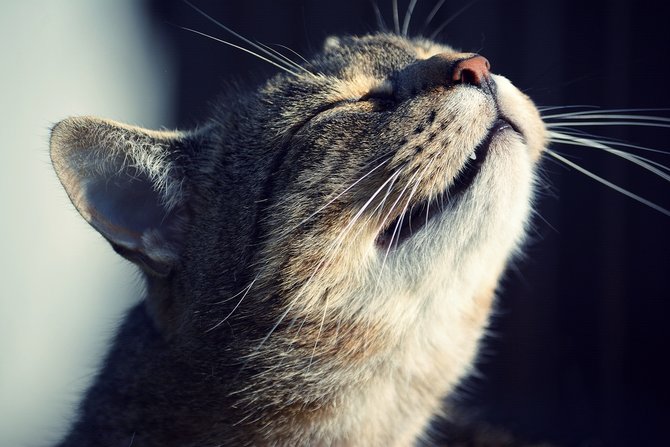 Bukan Hanya Super Tajam, Hidung Kucing Bisa Jadi Cerminan 