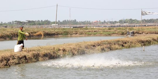 Manfaatkan Teknologi eFishery, Pembudidaya Ikan Raup Omzet Rp1 Miliar Sekali Panen