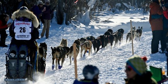 Aksi Anjing-Anjing Balap Alaska Tempuh Ribuan Kilometer di Iditarod