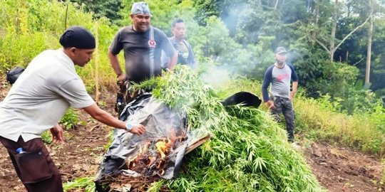 3 Hektare Ladang Ganja di Nagan Raya Aceh Dimusnahkan Polisi