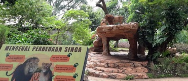 singa di kebun binatang bandung