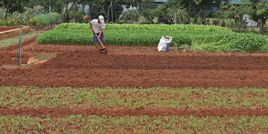 Pupuk Subsidi Digelapkan, Petani di Kabupaten Bogor Menderita