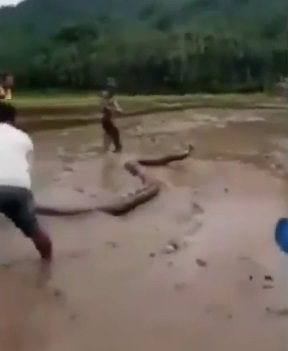 viral ular piton raksasa ditangkap warga