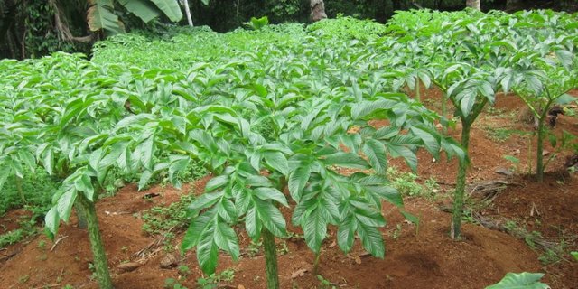 Pertama Di Indonesia Ini Keunggulan Tanaman Porang Madiun Yang Jadi Idola Petani Merdeka Com