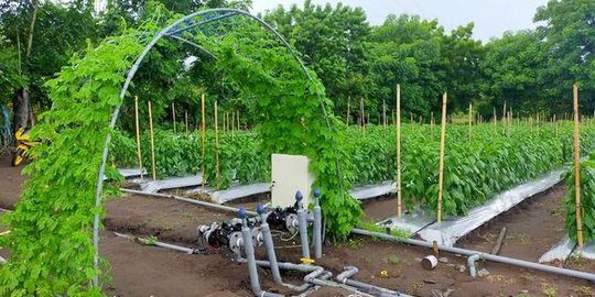 Canggih, Petani Milenial Ini Ciptakan Sistem Pertanian Berbasis Teknologi