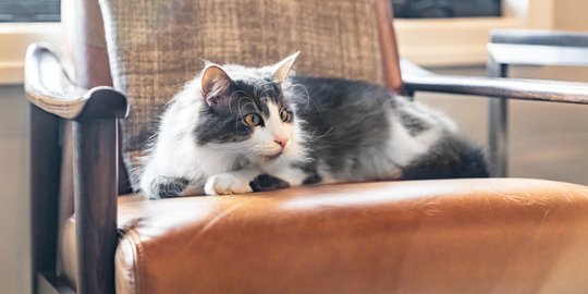 4 Kondisi Kesehatan yang Wajib Diperhatikan Saat Kucing Mulai Menua
