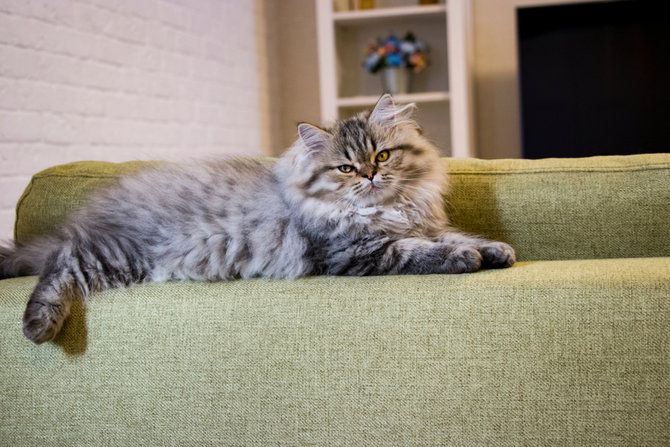 4 kondisi kesehatan yang wajib diperhatikan saat kucing mulai menua