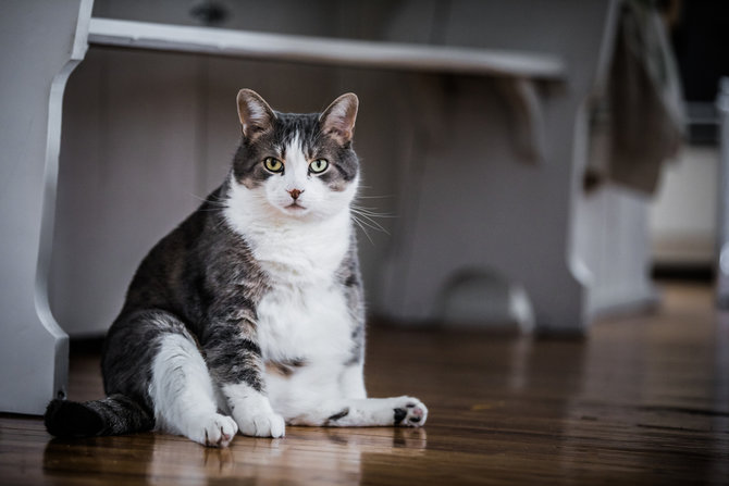 4 kondisi kesehatan yang wajib diperhatikan saat kucing mulai menua