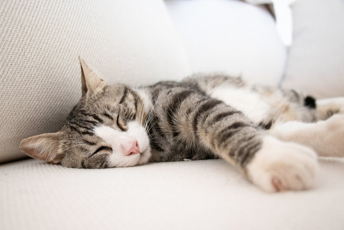 4 kondisi kesehatan yang wajib diperhatikan saat kucing mulai menua