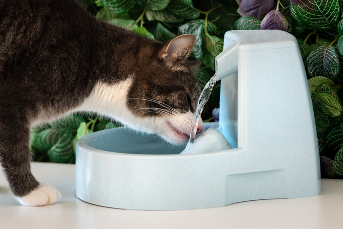4 kondisi kesehatan yang wajib diperhatikan saat kucing mulai menua