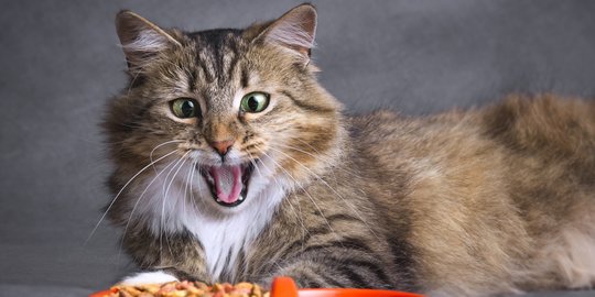 5 Kebiasaan Makan Kucing yang Dianggap Tak Biasa, Ini Penyebabnya