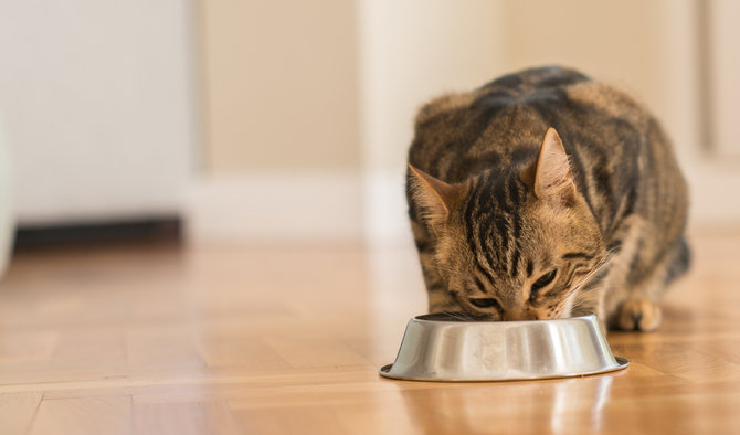 5 kebiasaan makan kucing yang dianggap tak biasa ini penyebabnya