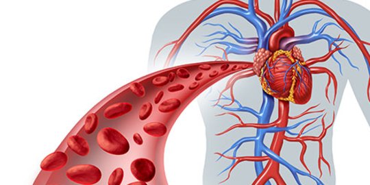 6 Cara Memperlancar Peredaran Darah, Salah Satunya dengan Yoga dan Minum Teh