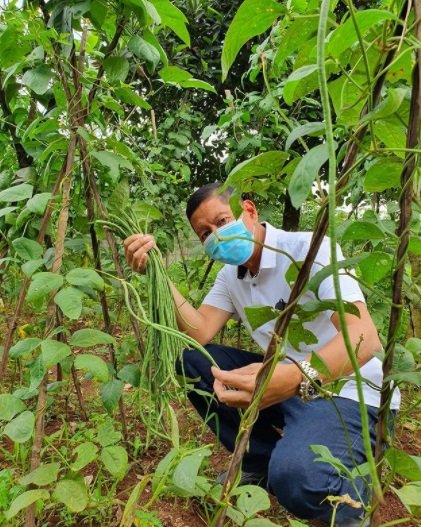 potret jenderal polisi bintang dua panen kacang panjang tetap gagah meski di kebun