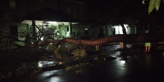 Hujan Disertai Angin dan Petir Semalam, Pohon Sengon di Jaktim Tumbang