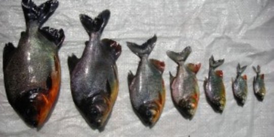 Deretan Keunggulan Inovasi Benih Bawal Hybrid dari Batam