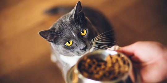 Dipicu Insting Alami, Ini Uniknya Tingkah Kucing Mengubur Sisa Makanan