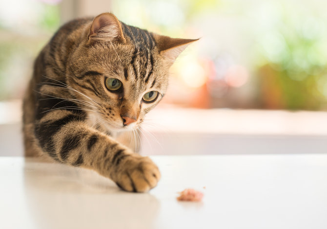 Dipicu Insting Alami, Ini Uniknya Tingkah Kucing Mengubur Sisa 