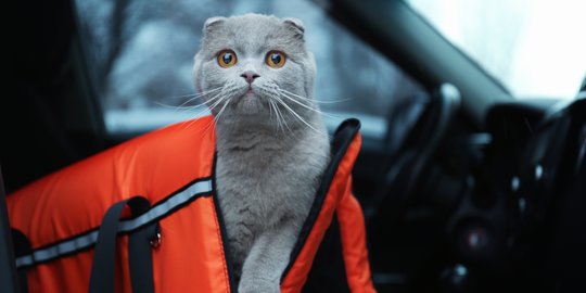 Terbukti Jitu, Ini 5 Tips Tenangkan Kucing Selama Bepergian dengan Mobil