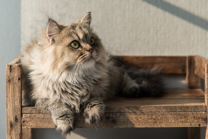 Tips Tepat Rawat Bulu Indah Si Kucing Persia
