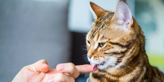 4 Alasan di Balik Kegemaran Kucing Menjilati Jari Tanganmu 