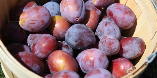 9 Khasiat Buah Plum bagi Kesehatan yang Jarang Diketahui, Dapat Tingkatkan Kekebalan