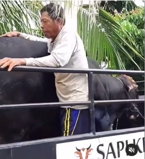 pria nangis kehilangan sapi