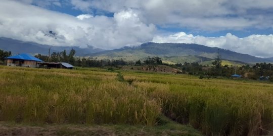 300 Hektare Lebih Sawah di Jayawijaya Terendam Banjir Rusak Persemaian