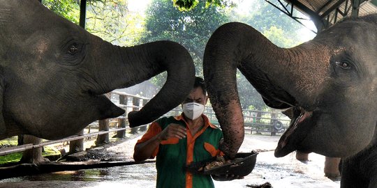 Taman Margasatwa Ragunan Kembali Dibuka Mulai Hari Ini