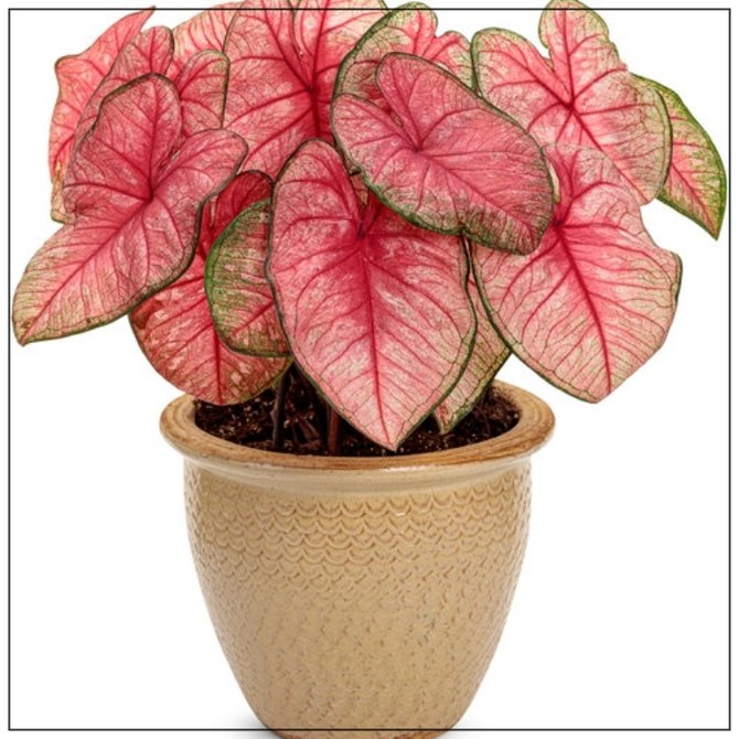 ilustrasi caladium radiance