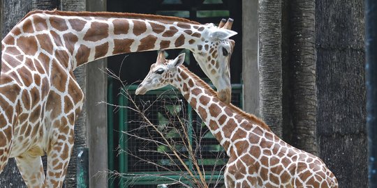 Libur Hari Raya Nyepi, 3.000 Orang Padati Taman Margasatwa Ragunan