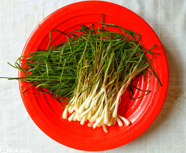 mengenal lokio si bawang batak yang sekilas mirip kucai dan daun bawang