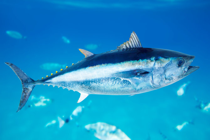 ilustrasi ikan tuna