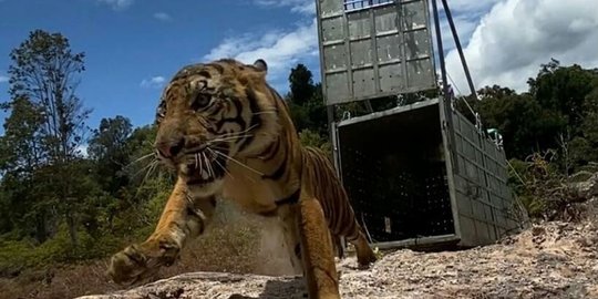 Pakai Helikopter, Potret Pelepasliaran Harimau Sumatra 'Suro' di Taman Gunung Leuser