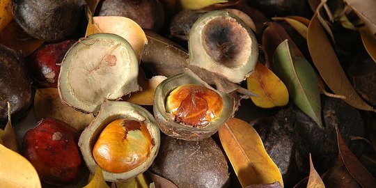 Manfaat Jengkol untuk Kanker, Ketahui Kandungan Nutrisinya