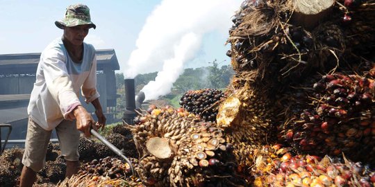 Penjelasan Pemerintah Soal Limbah Kelapa Sawit Tidak Berbahaya