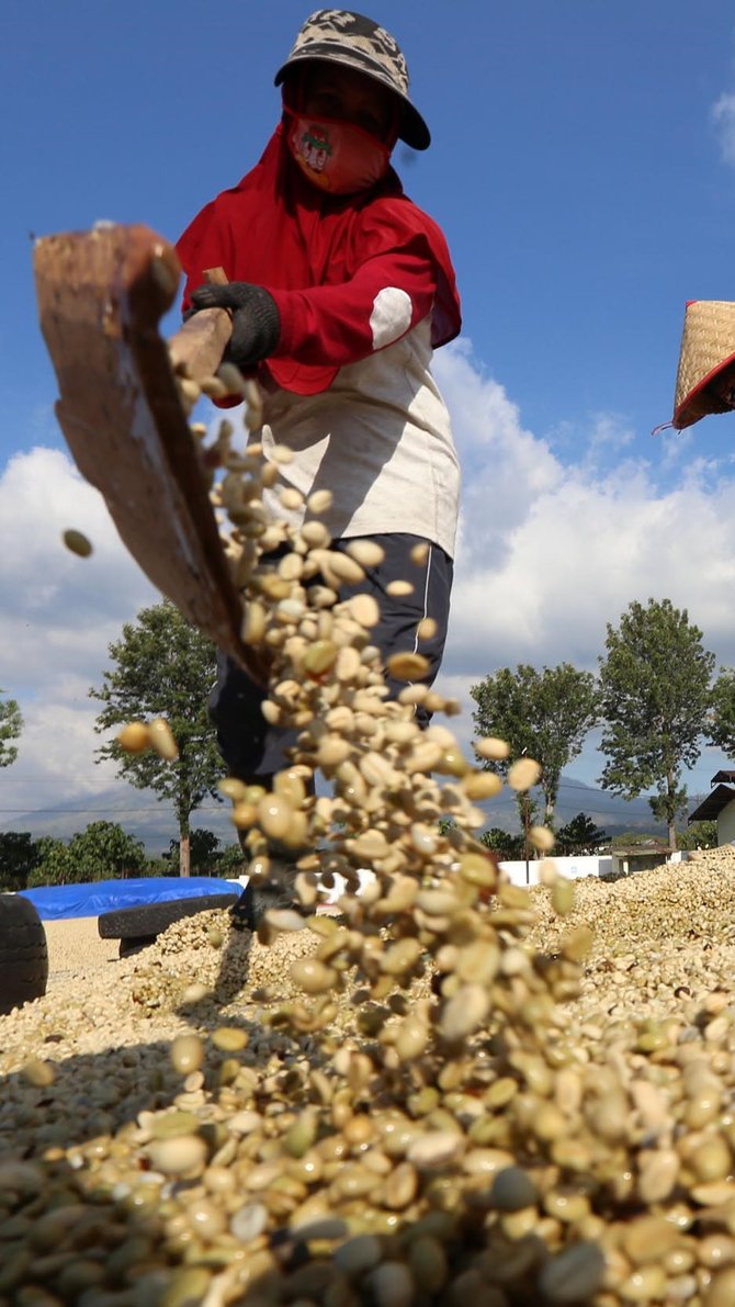 serunya panen kopi ijen kopi lokal cita rasa internasional