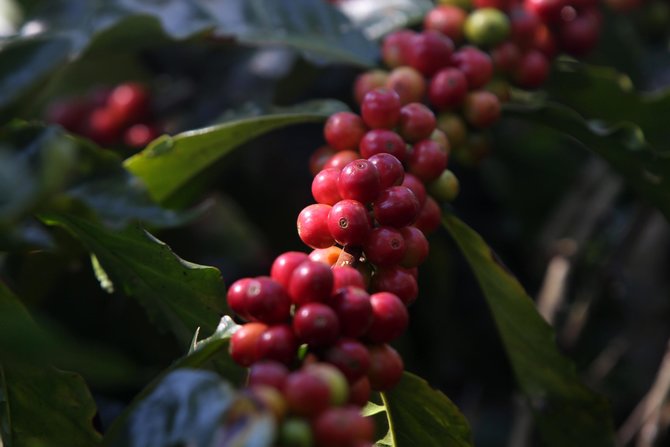 serunya panen kopi ijen kopi lokal cita rasa internasional